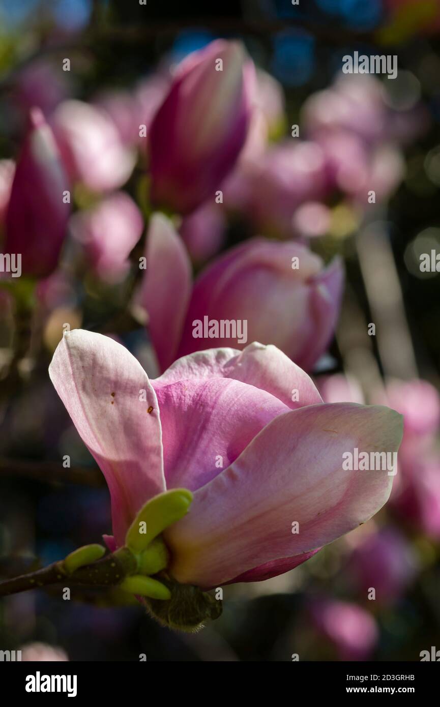 Pink Magnolia flower buds on tip of branch in Spring Stock Photo - Alamy