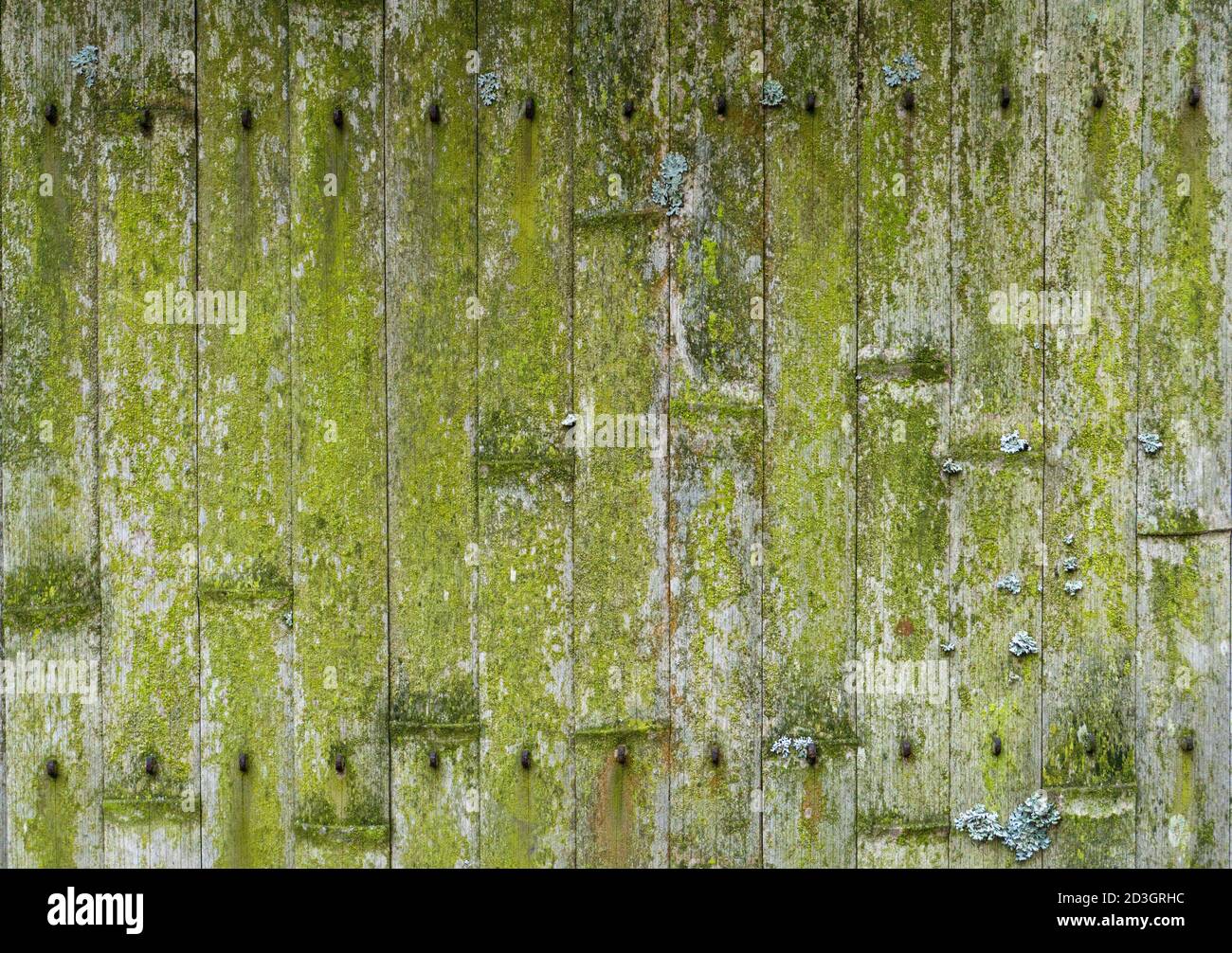 Old bamboo background. Wall or fence made of old bamboo. Texture and