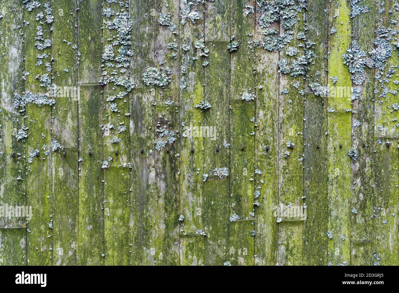 Old bamboo background. Wall or fence made of old bamboo. Texture and