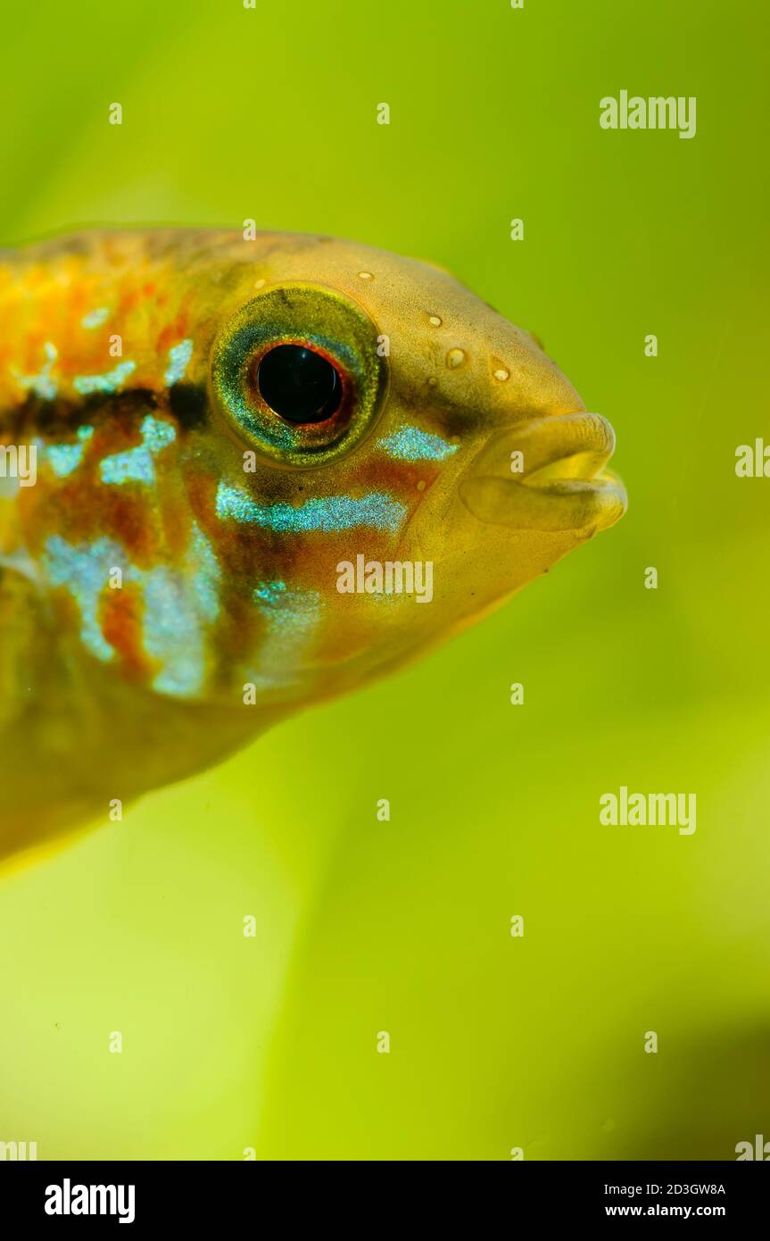 Detail of head of Apistogramma tropical male fish Stock Photo