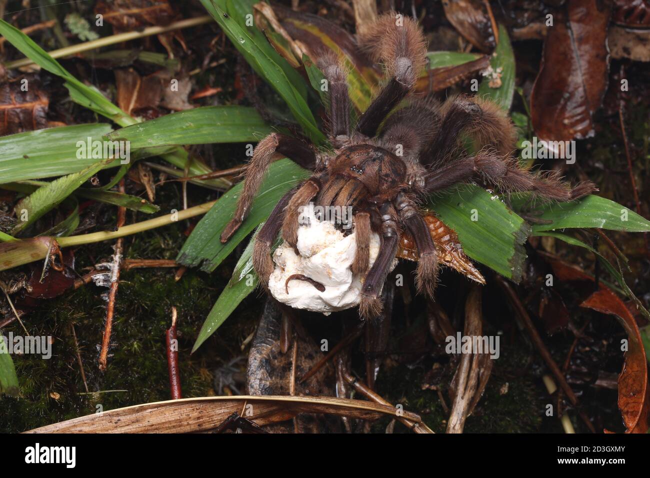 Curly Hair Tarantula Egg Sac