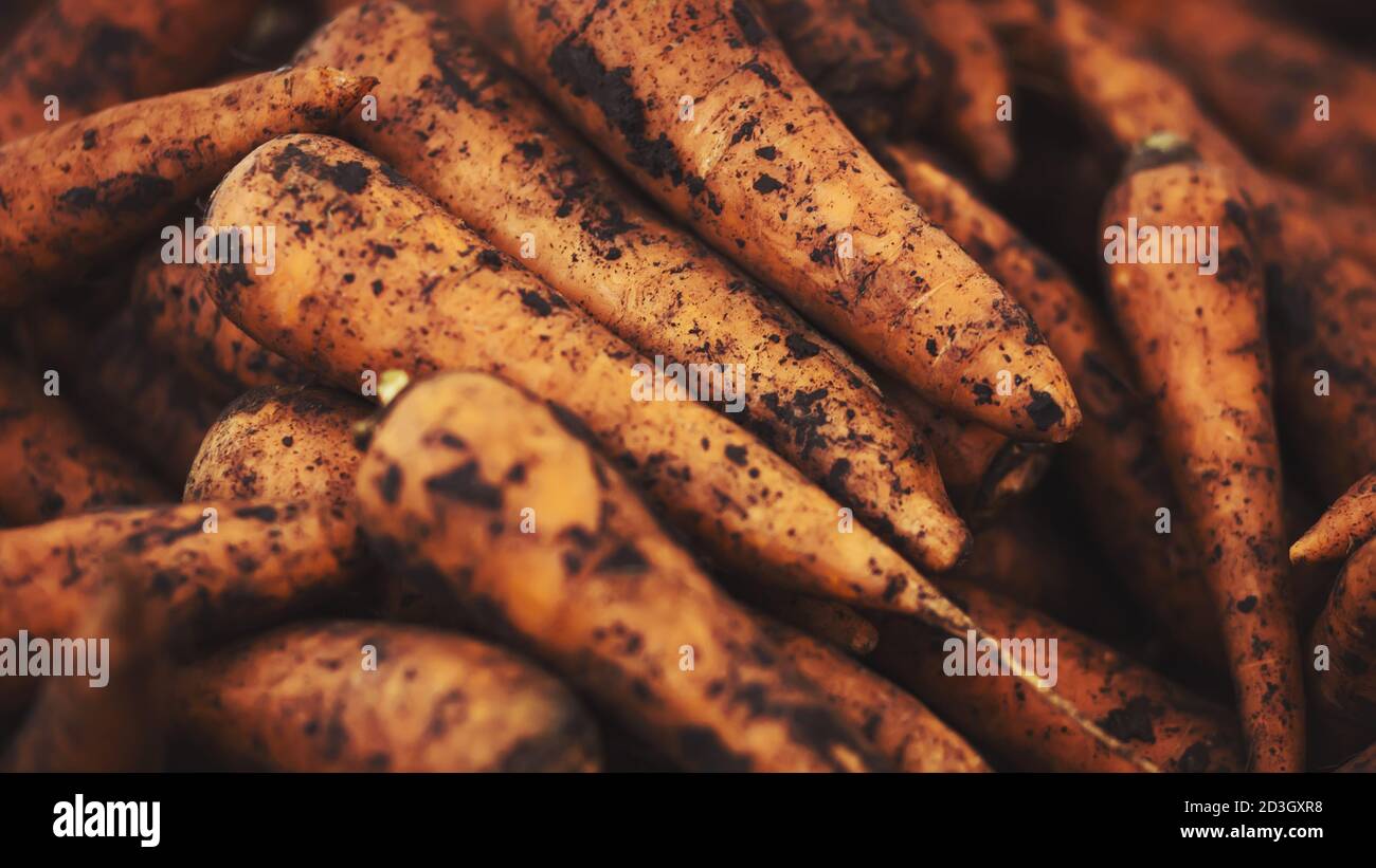 From the fresh, fertile land, a rich harvest of ripe, delicious orange carrots has been collected, which will be sold at the grocery store. Vegetables Stock Photo