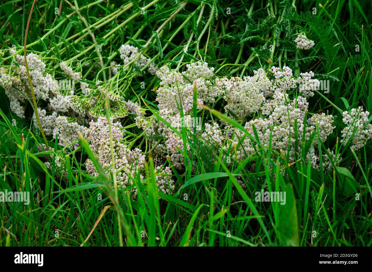 A bouquet of yarrow flowers lies on the grass. Stock Photo
