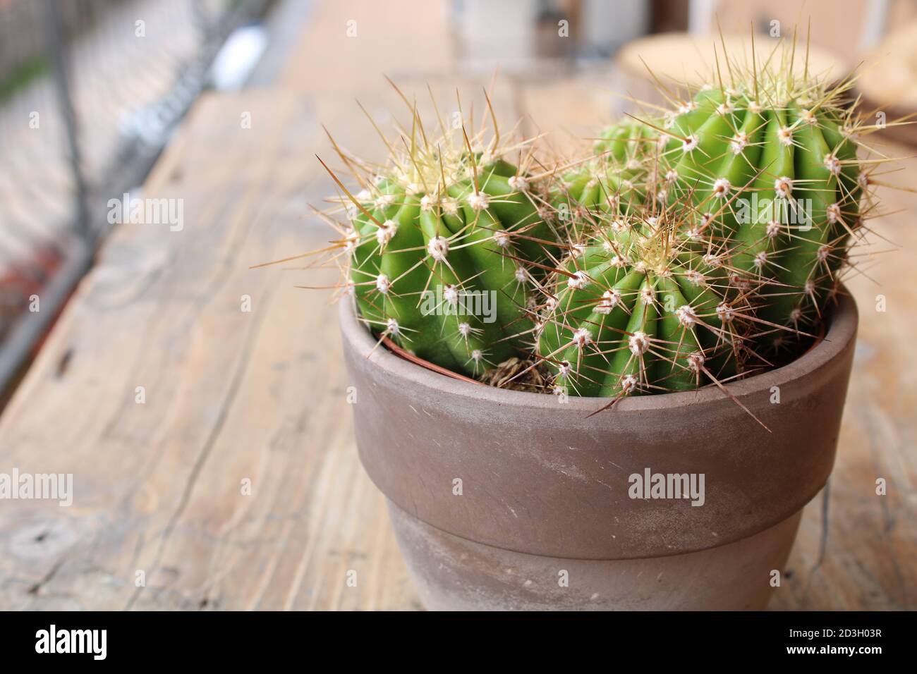 Cactus jar Stock Photo