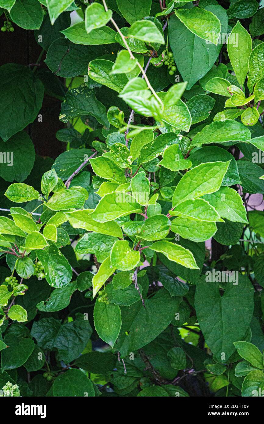 Green vine from leaves of Chinese magnolia vine in garden. Stock Photo