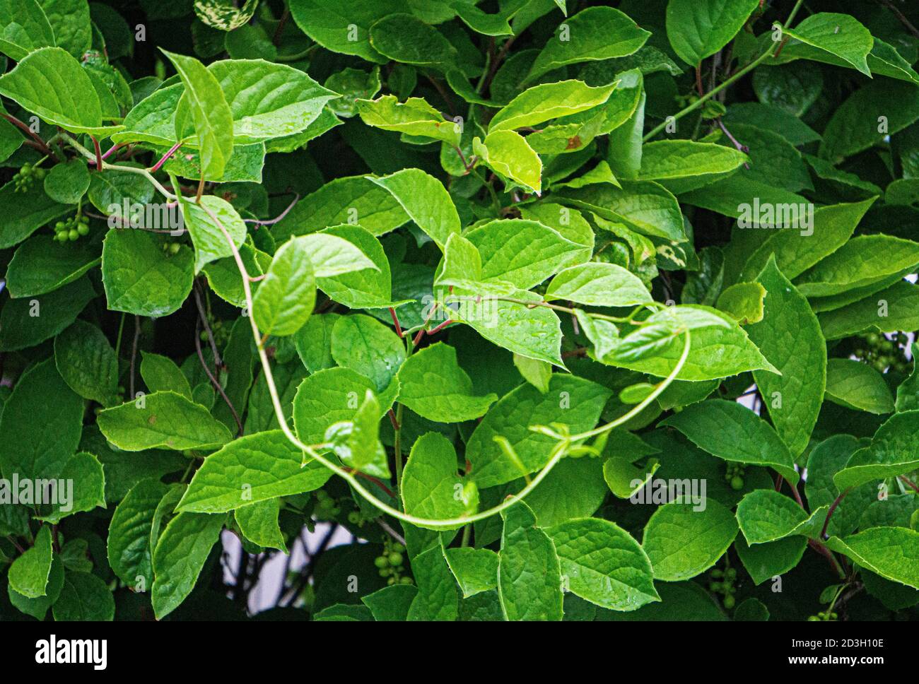 Green vine from leaves of Chinese magnolia vine in garden. Stock Photo