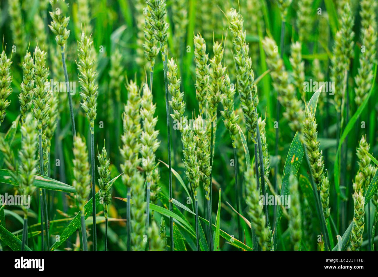 A bouquet of yarrow flowers lies on the grass. Stock Photo