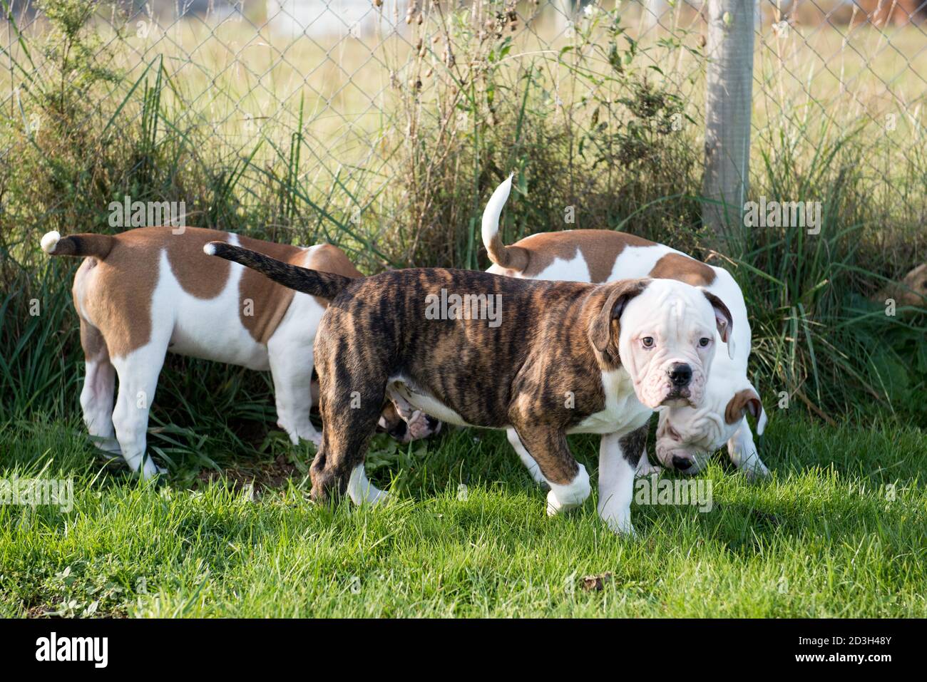Johnson american bulldog hot sale puppies
