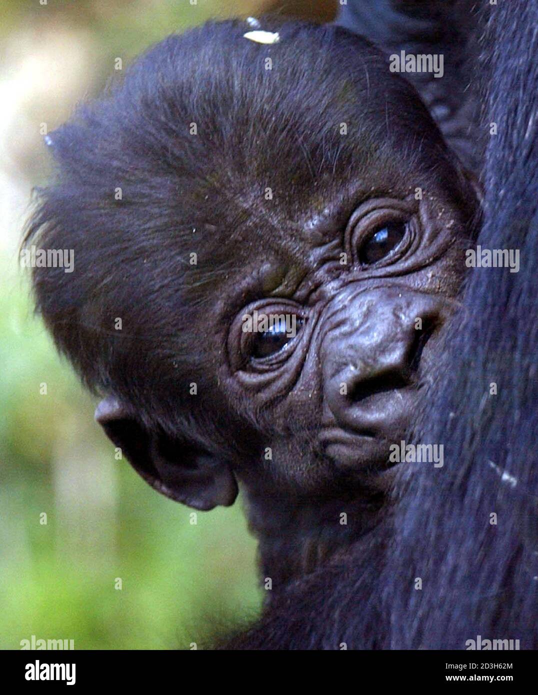 Four week old gorilla baby 'Ituri' rests in the arms of mother Rebecca after the baby left the indoor area of the Frankfurt Zoo for the first time on March 27, 2002. Ituri, whose gender is still unknown, is Rebeccas fifth baby in the last ten years, a world record for gorilla births in captivity. Stock Photo