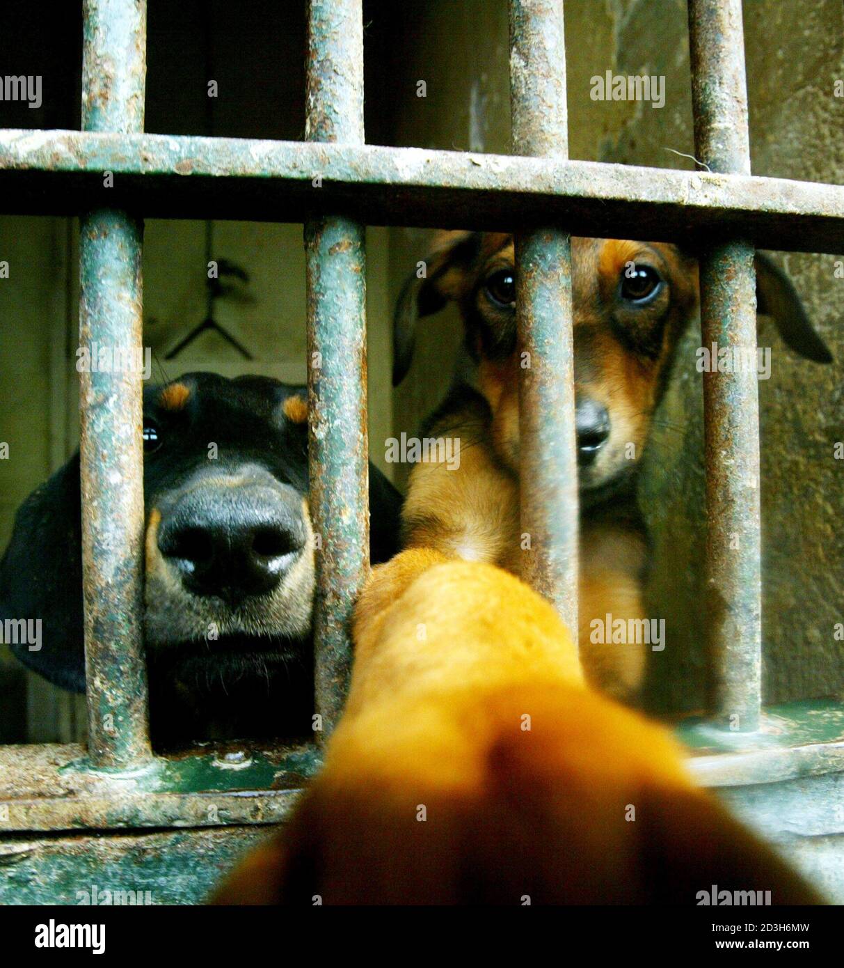 Stray dogs peer through the bars of a dilapidated cell inside Rome' s dogs  home as the dog tries to reach with his paw for the camera on July 31,  2002. As