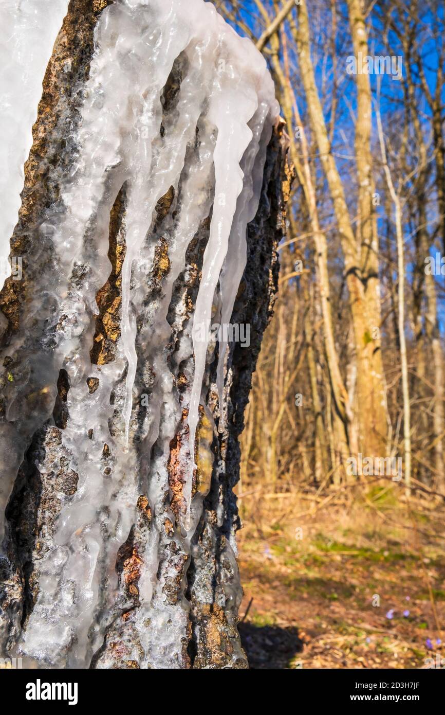 Icicles on a tree stump in the forest Stock Photo