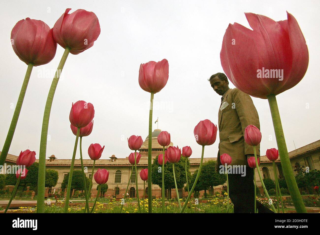 A gardener walks past tulips inside the India's famous Mughal Garden during a press preview inside President House compound in New Delhi February 9, 2005. The gardens, created by British designer Sir Edward Lutyens and inspired by the beautiful gardens of Kashmir, were unveiled to the media on Wednesday ahead of its public opening. REUTERS/Kamal Kishore  AH/LA Stock Photo