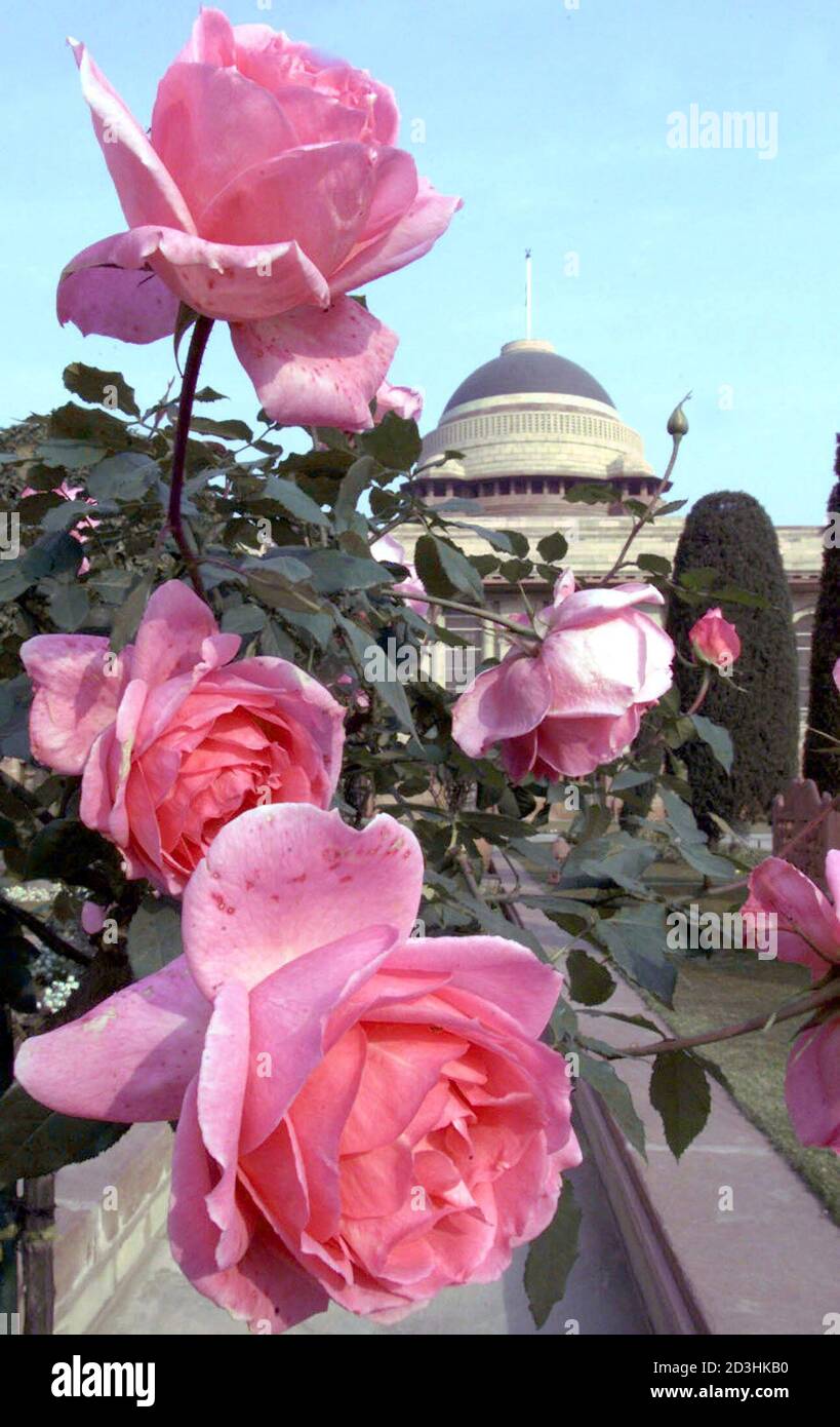 Roses bloom in Mughal Gardens during a press preview inside President House compound in New Delhi, February 16, 2002. [The gardens created by British designer Sir Edward Lutyens and inspired by the beautiful gardens of Kashmir, were unveiled to the media on Saturday ahead of its public opening tomorrow.] Stock Photo