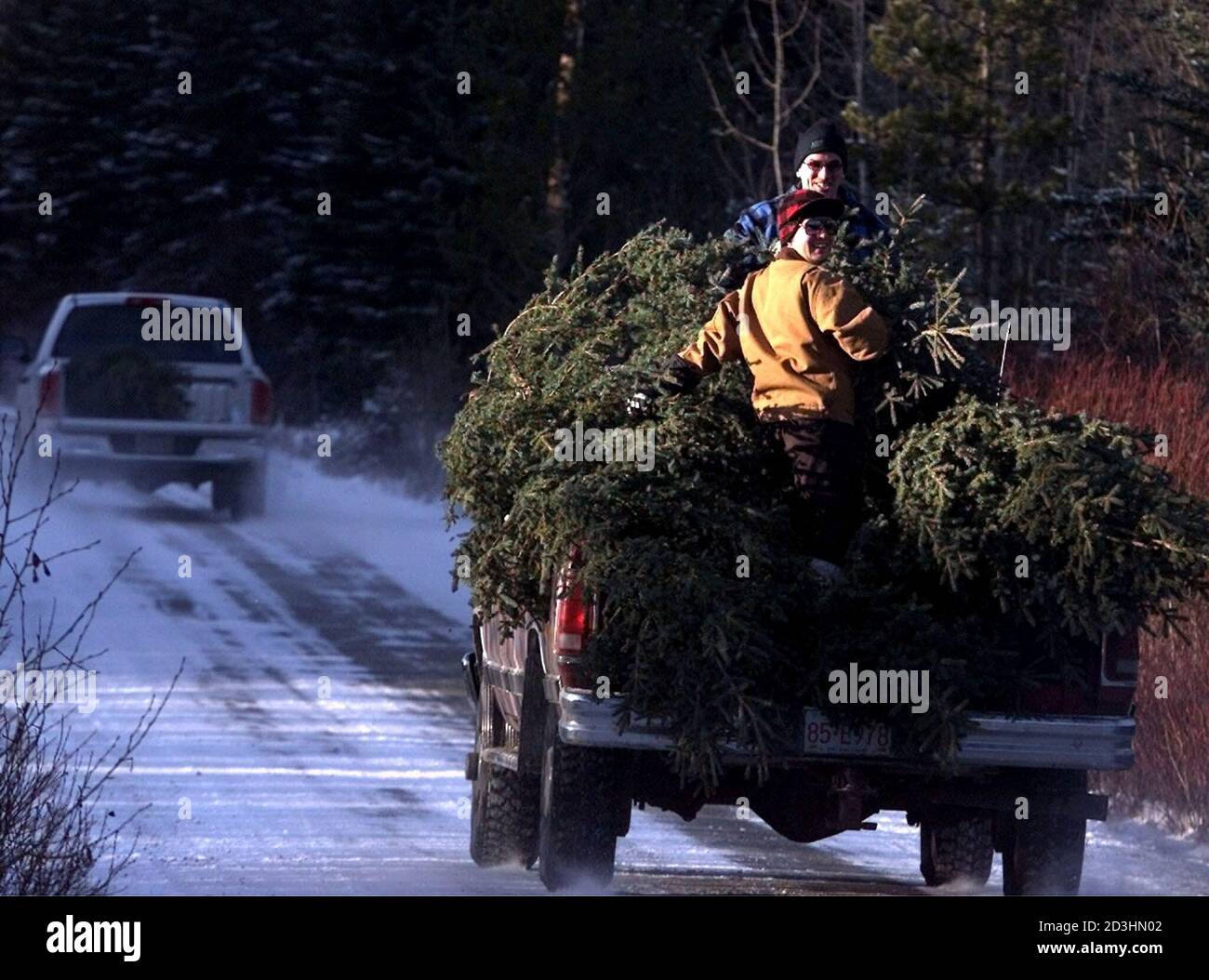Cutting down christmas trees hires stock photography and images Alamy