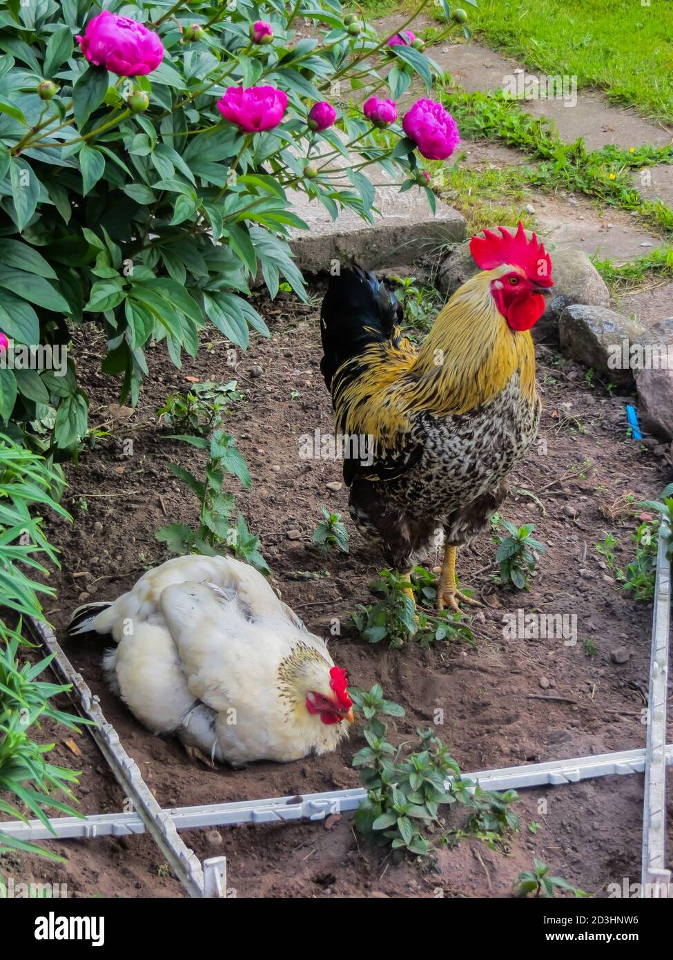 Red head chicken hi-res stock photography and images - Page 7 - Alamy
