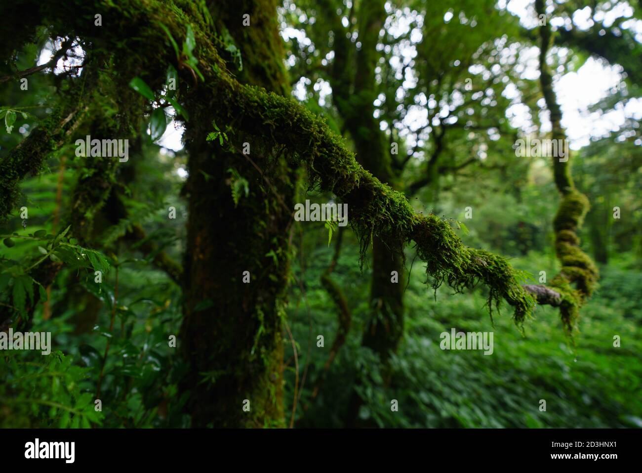 Tropical evergreen forest hi-res stock photography and images - Alamy