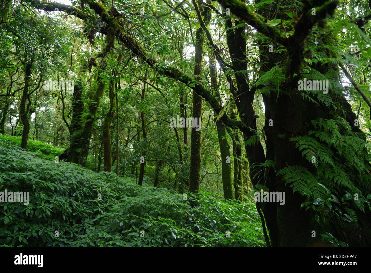 Tropical evergreen forest hi-res stock photography and images - Alamy