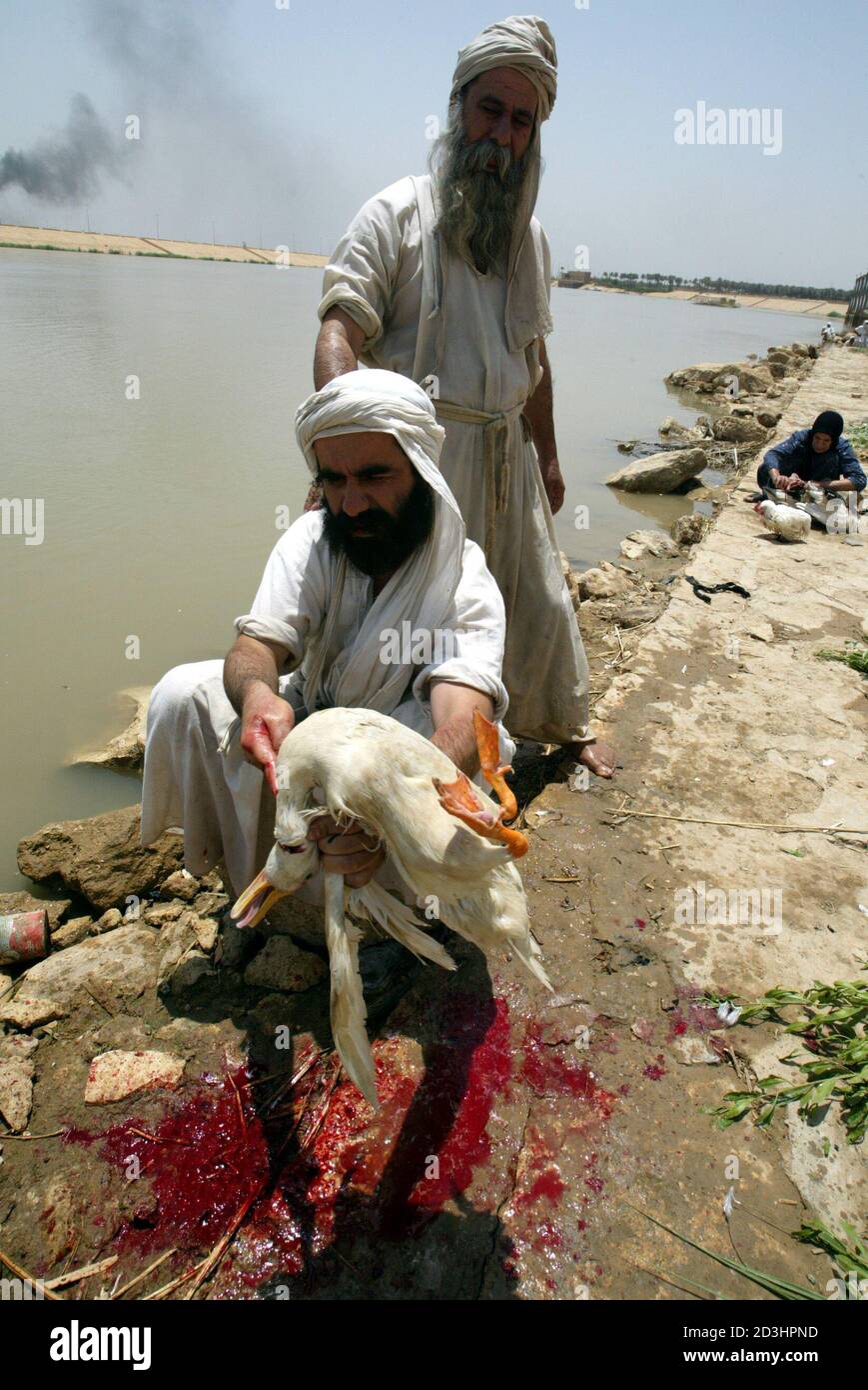 Iraqi Mandean men slaughter ducks after a wedding ceremony on the Tigris river in Baghdad June 8, 2003. Iraqi devotees of an obscure religion who take John the Baptist as their central figure perform virginity tests on their brides and take a dip in the murky Tigris river every Sunday to purify the soul.    Most of the world's 20,000 or so Mandeans live in southern Iraq and southwestern Iran. Stock Photo