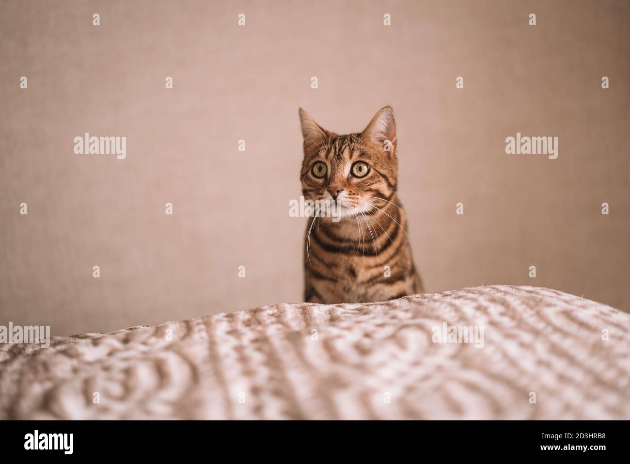 Closeup shot of a cute Bengal funny cat playing on the side of a bed ...