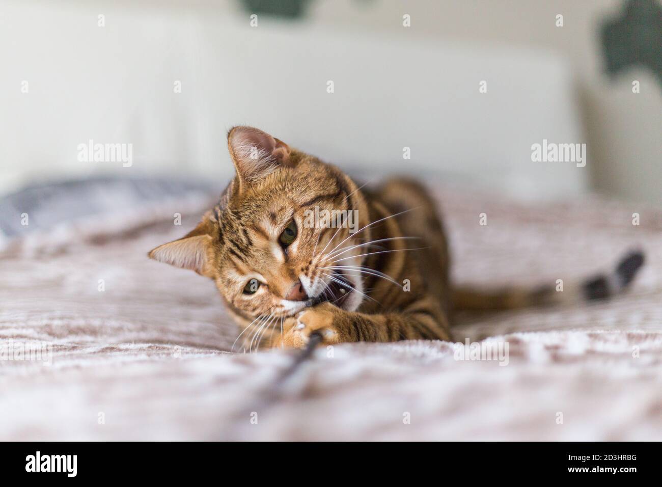 Closeup shot of a young Bengal cat playing on the bed in the house with ...
