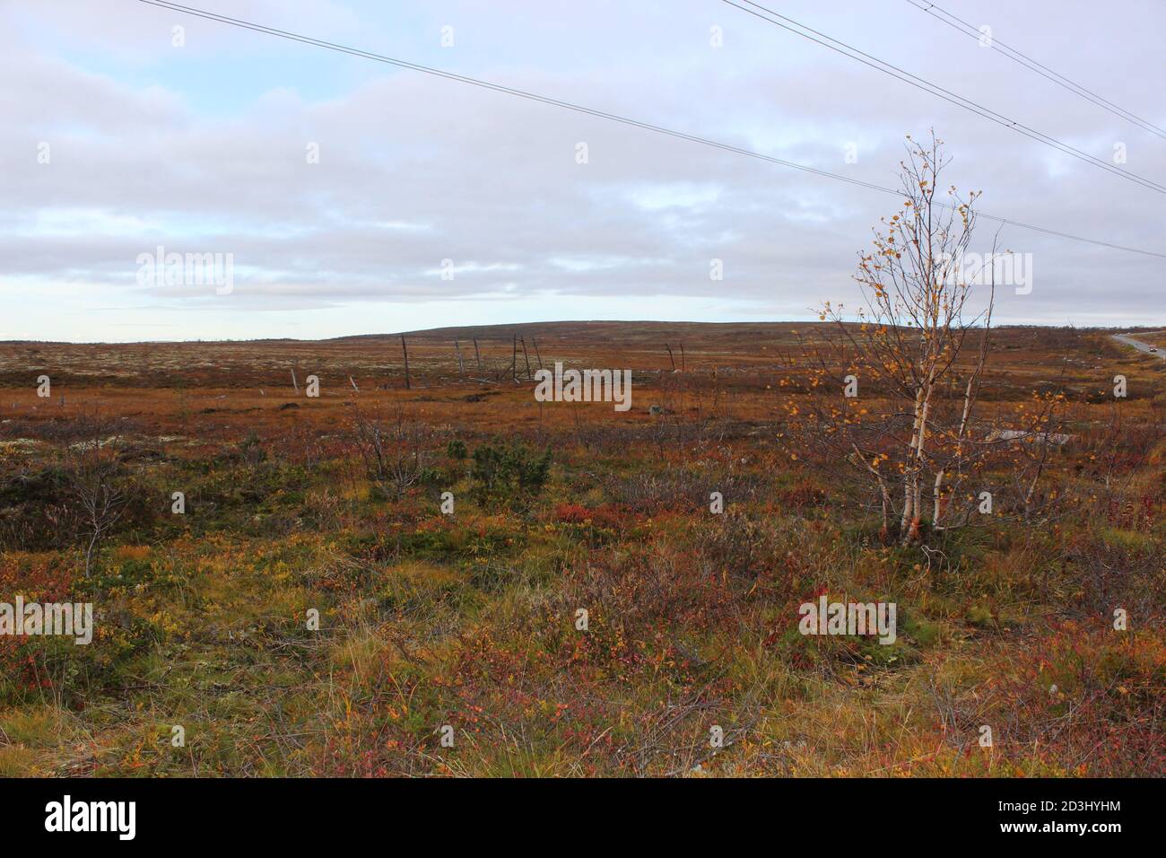 Tundra Landscape, Murmansk District, Russia Stock Photo