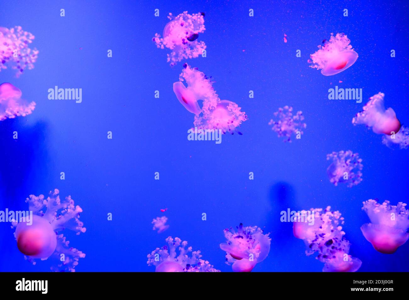 Jellyfish Dangerous Poisonous Medusa Stock Photo Alamy