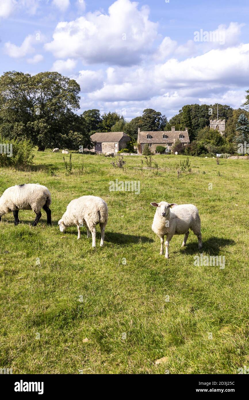 Sheep grazing on the edge of the Cotswold village of Miserden, Gloucestershire UK Stock Photo