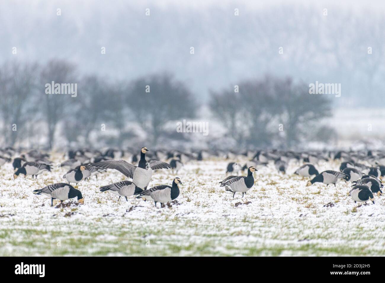 A flock of barnacle geese (branta leucopsis) grazing on farmland in the snow during winter in the Netherlands. One of the geese stands up while spread Stock Photo