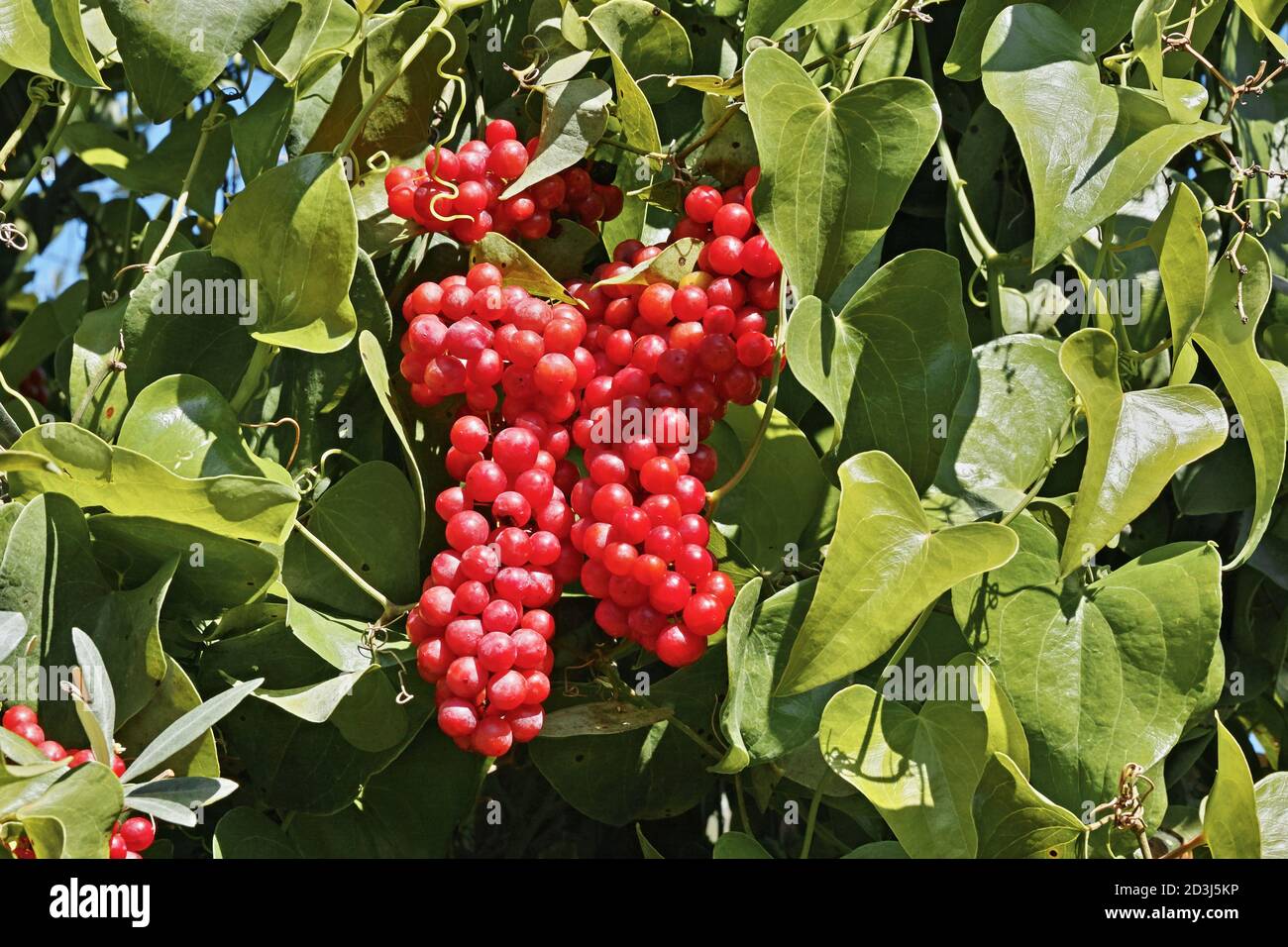 detail of the leaves and clusters of fruits of sarsaparilla, Smilax aspera Stock Photo