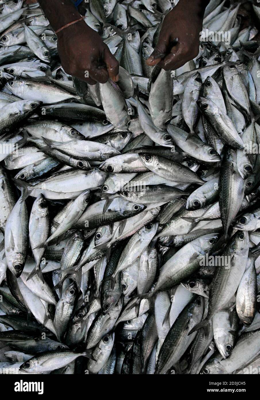 A Sri Lankan Fisherman Looks At Fishes In An Improvised Fish Market In Hikkaduwa Southern Sri Lanka January 12 05 Fishing Slowly Started Back On The South Coast Despite The Large Number