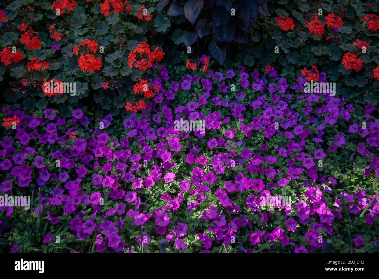 Bed of purple petunias catches the afternoon light, R Street NW, Washington, DC. Stock Photo