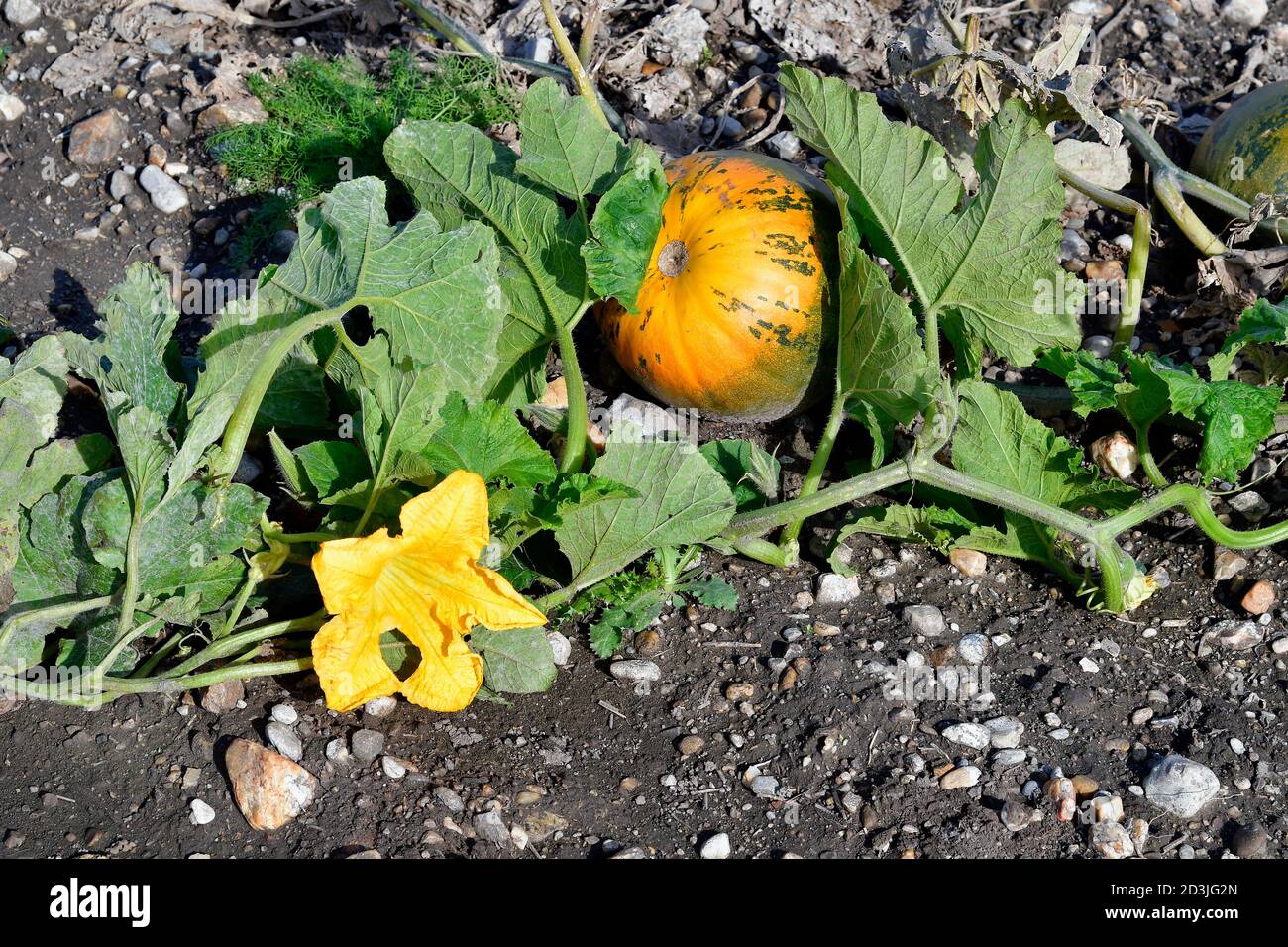 Austria, field with ripe and flowering pumpkins Stock Photo - Alamy