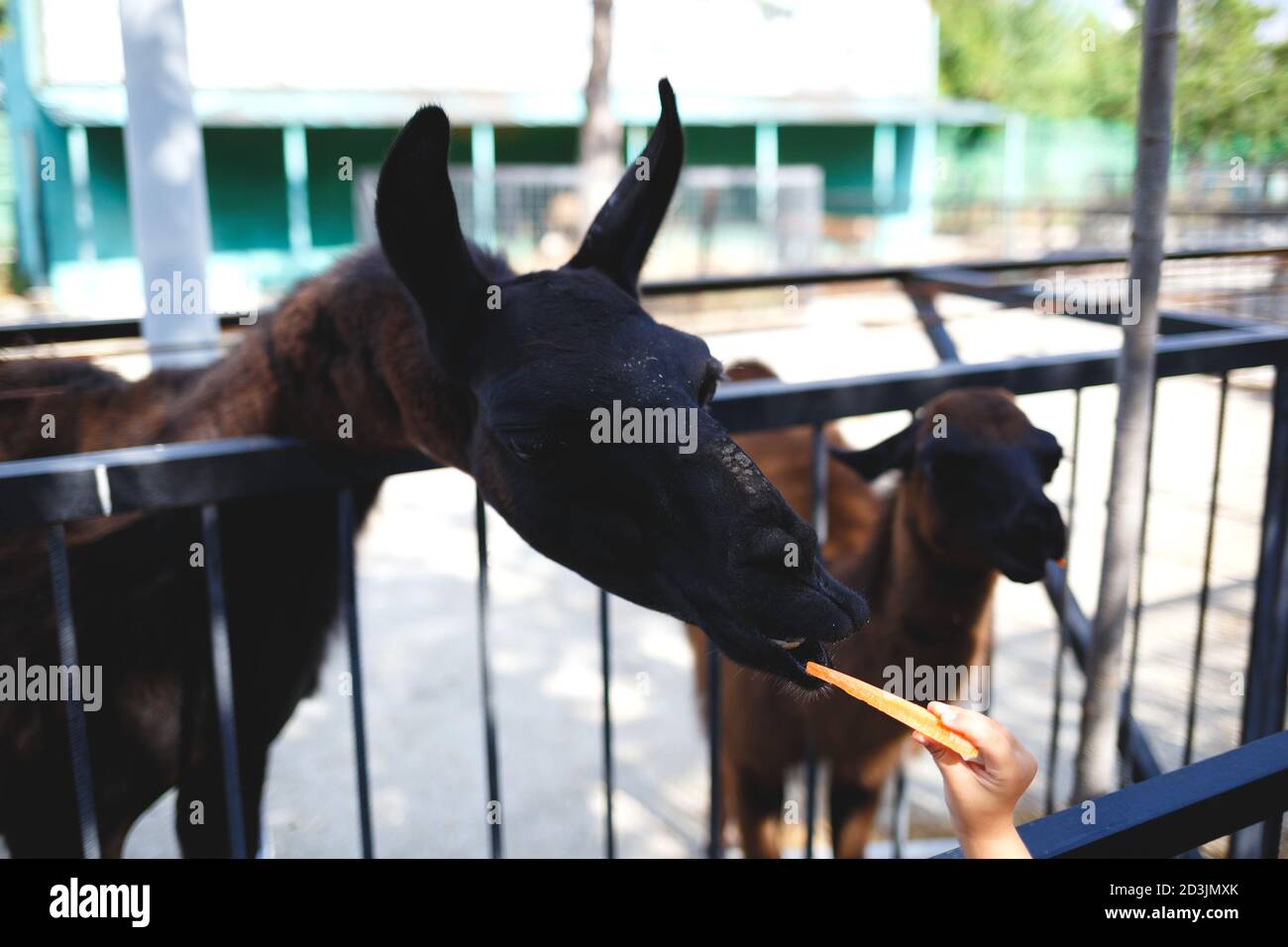 llama at the zoo eating carrots from his hand Stock Photo Alamy