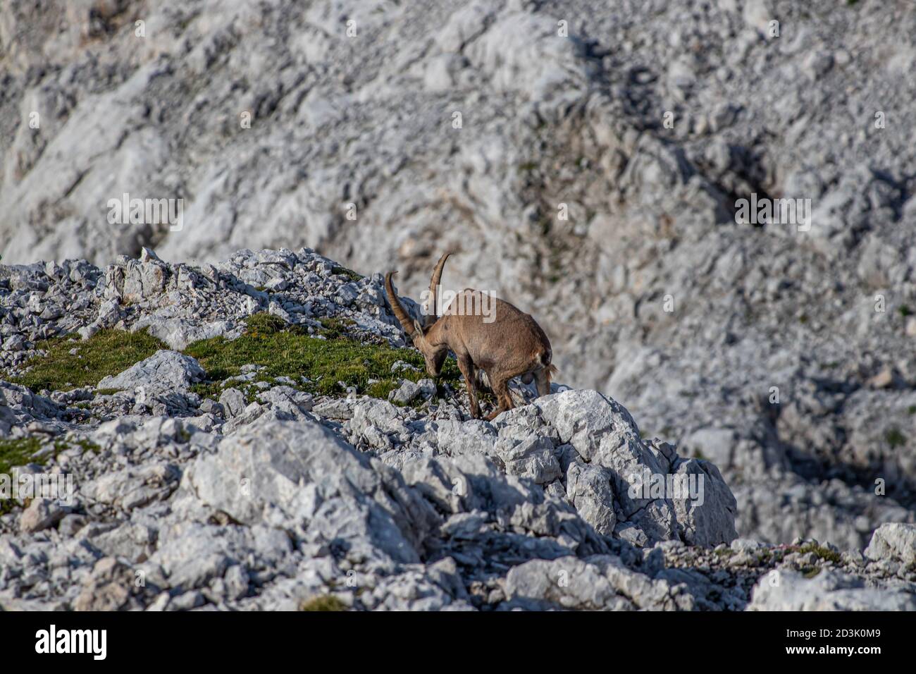 Adult ibex resting on rocks high alps Stock Photo