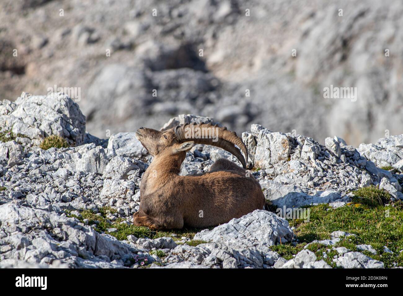 Adult ibex cleaning himself in high alps Stock Photo