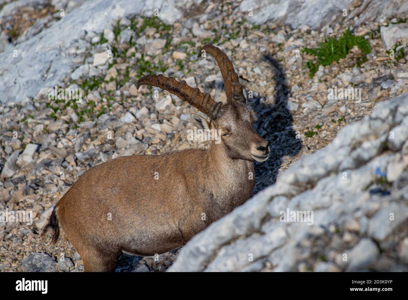 Adult ibex looking to camera in high alps Stock Photo