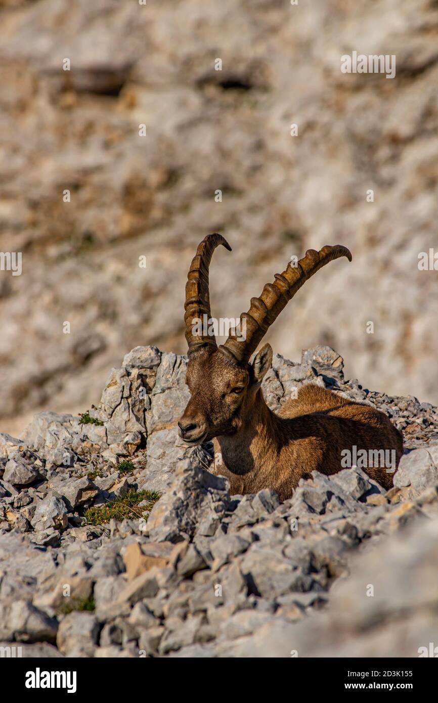 Adult ibex posing for camera in high alps Stock Photo