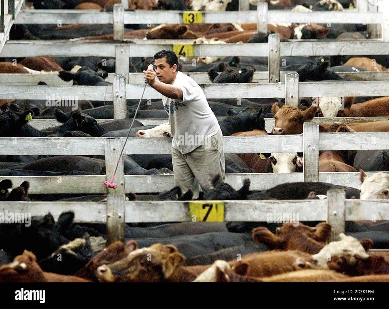 An Argentine ranch worker brands some of the hundreds of cows for sale