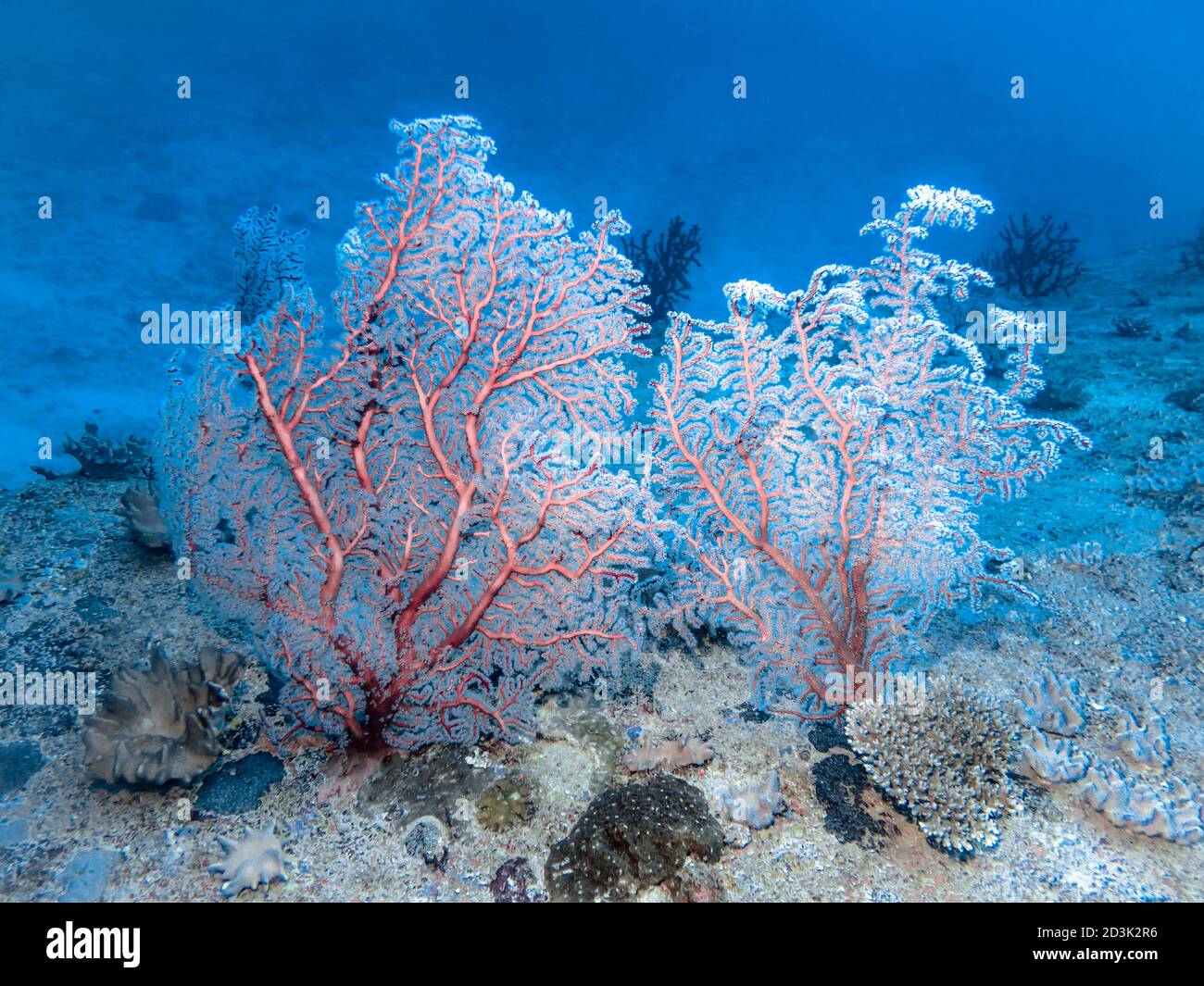 Deep Sea Corals Trunk main image 1