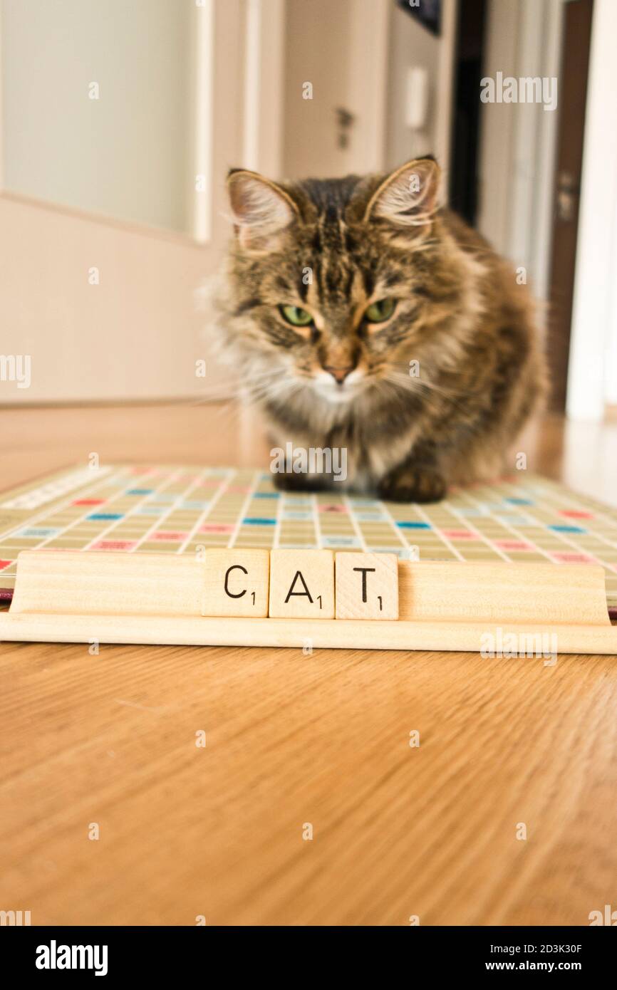 domestic cat looking at a scrabble board with the word CAT spelled out Stock Photo