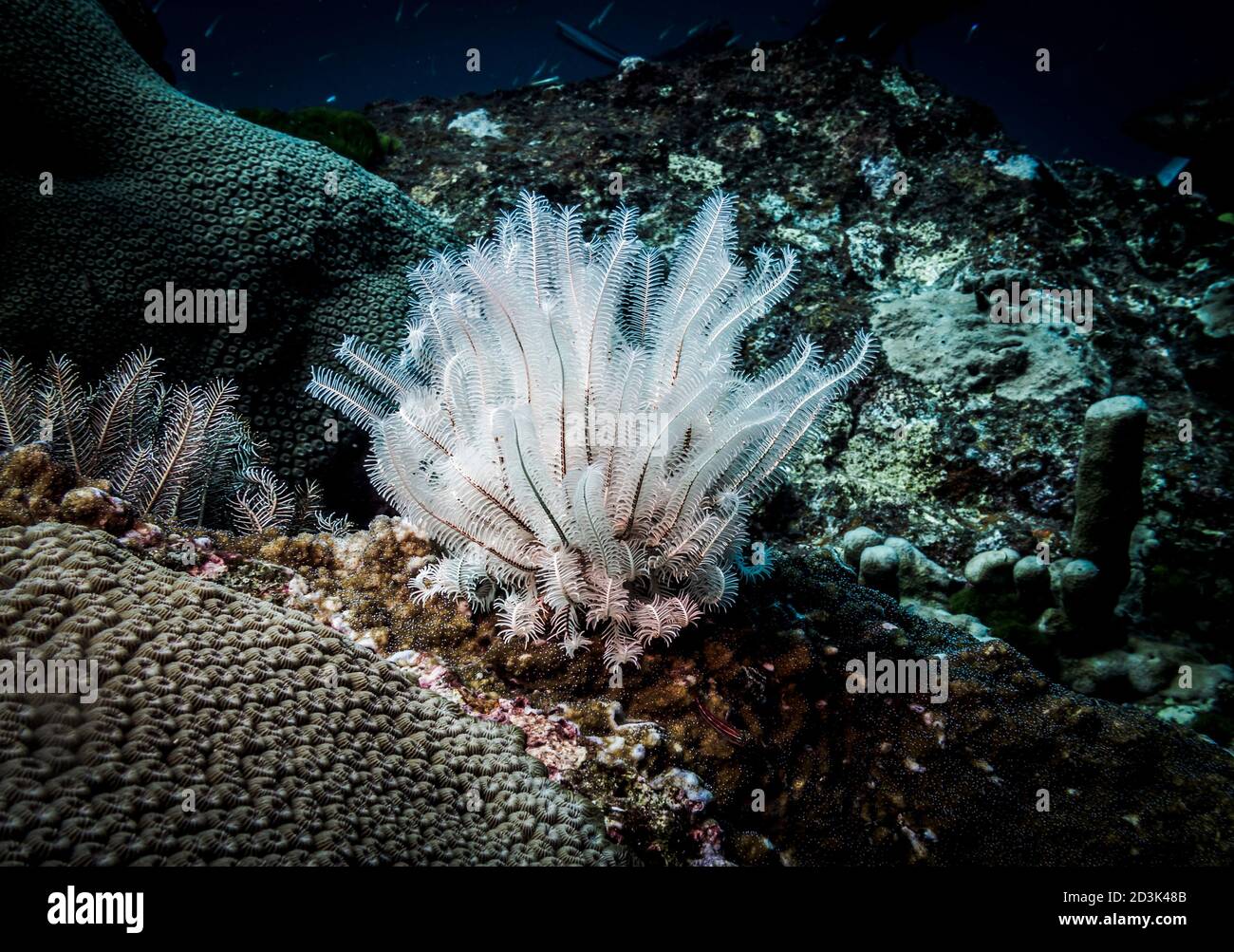 White sea lily on the coral reef at the bottom of the Andaman sea Stock Photo