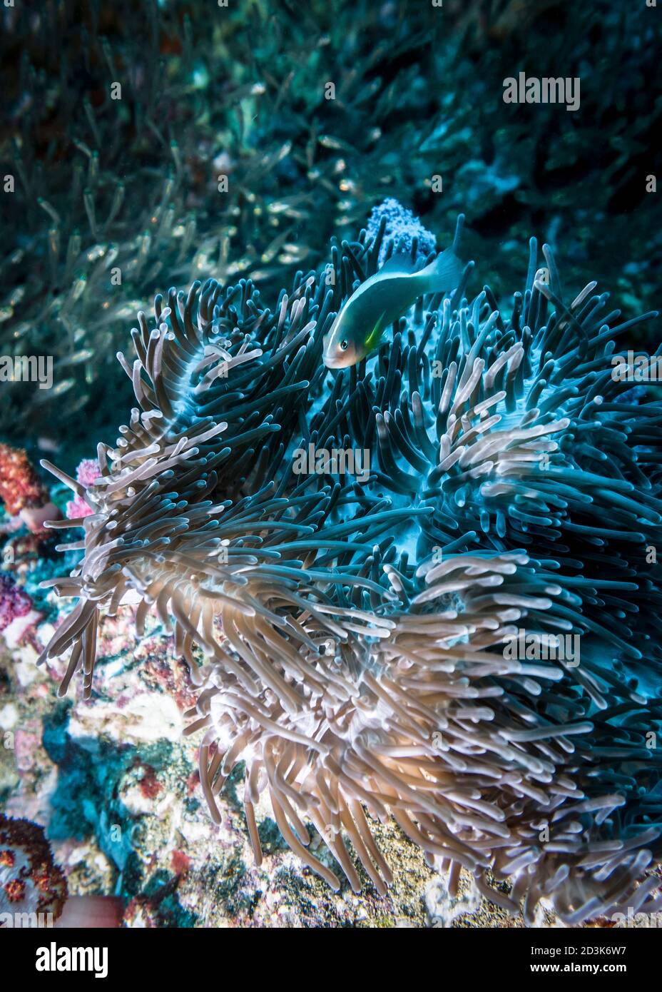 Actinia (Heteractis Aurora) and anemone fish living in it in the Indian ocean Stock Photo