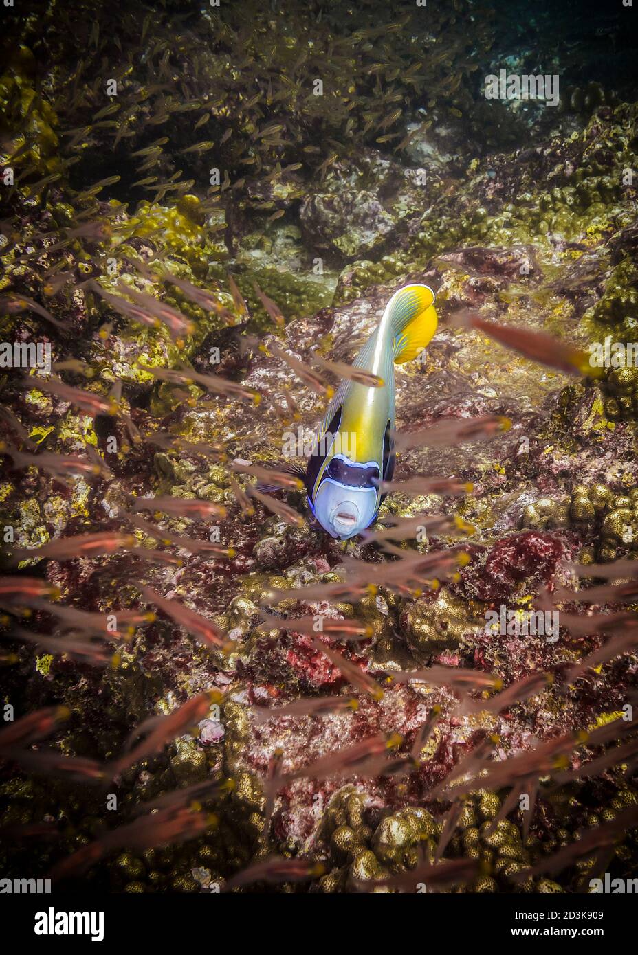 Emperor Angelfish looking at a flock of fastmoving glass fish in the