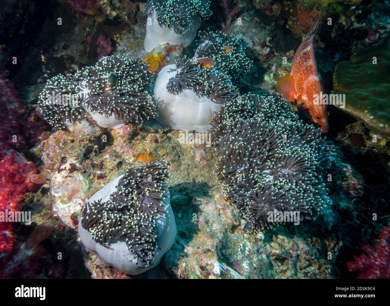 Actinia and fish inhabiting it on a coral reef in the Indian ocean Stock Photo