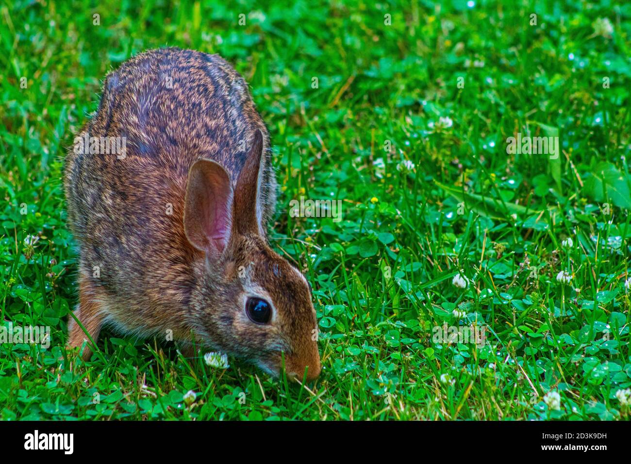 Rabbit foraging hires stock photography and images Alamy