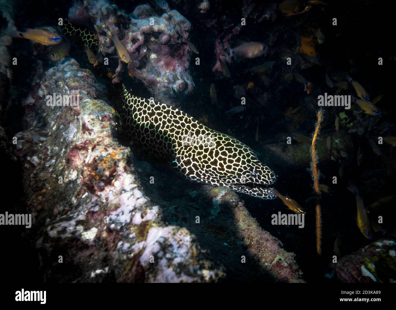 Honeycomb Moray Eel on a sunken ship at night in the Indian ocean Stock Photo