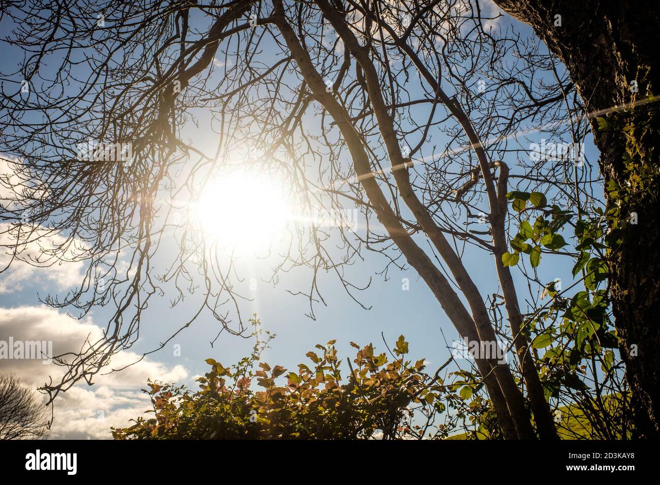 Treetop green foliage. Outdoor nature park landscape background. Sun in