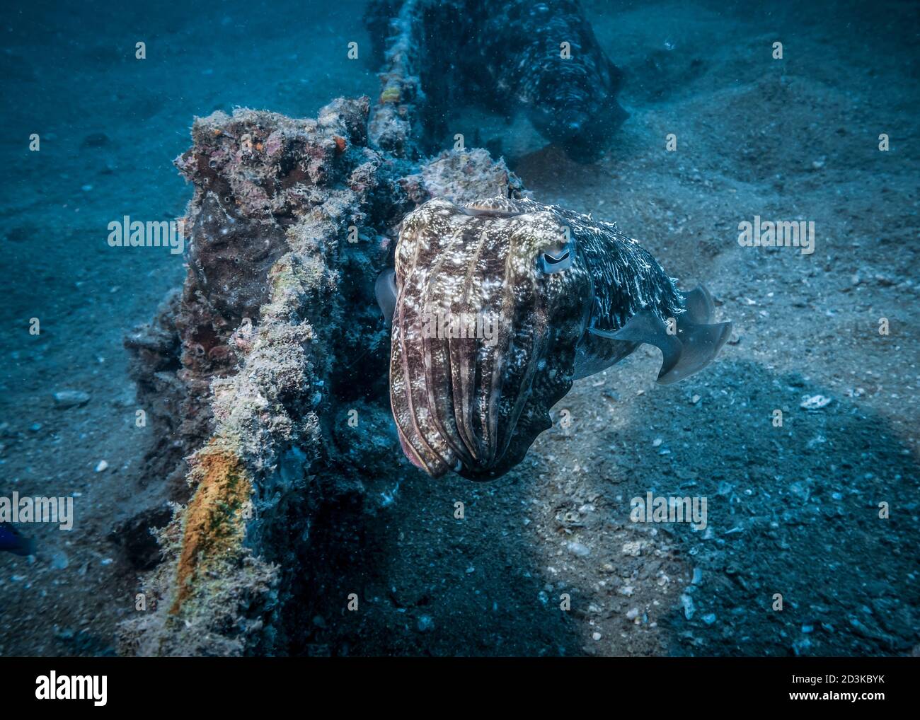 Cuttlefish at the bottom of the Indian ocean Stock Photo - Alamy