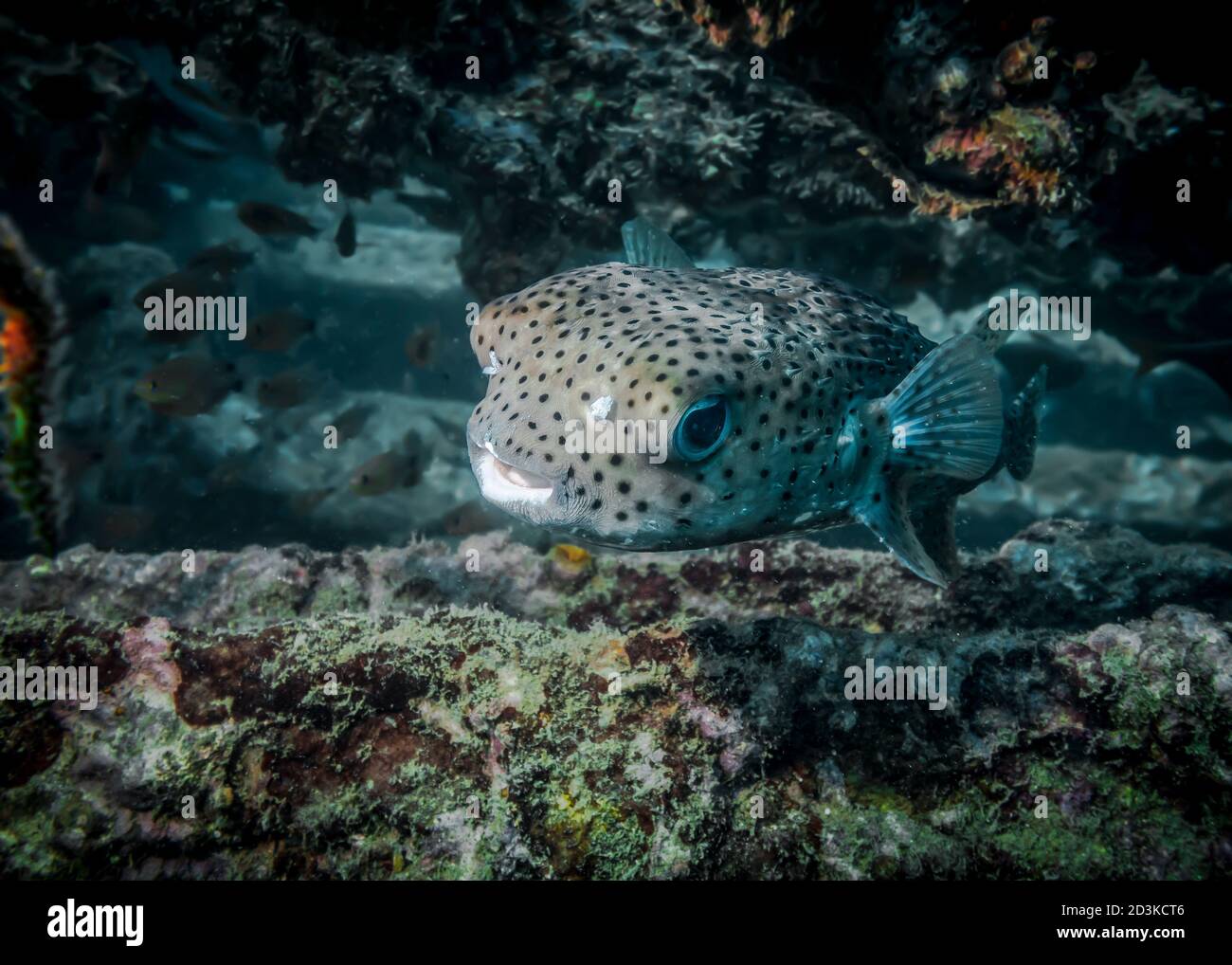 Burrfish at the bottom of the Indian ocean Stock Photo - Alamy