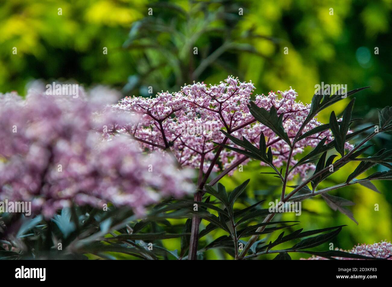 Elderflower tree hires stock photography and images Alamy